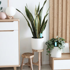 Tuya – testeur de sol intelligent Bluetooth, compteur de température et d'humidité, thermo-hygromètre, automatisation du jardin, détecteur d'irrigation