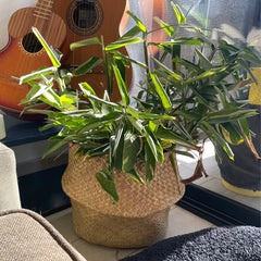 Panier en osier d'algues, pot de fleurs suspendu en rotin, pot de fleurs pour vêtements sales, panier de rangement pour vêtements sales WF1015