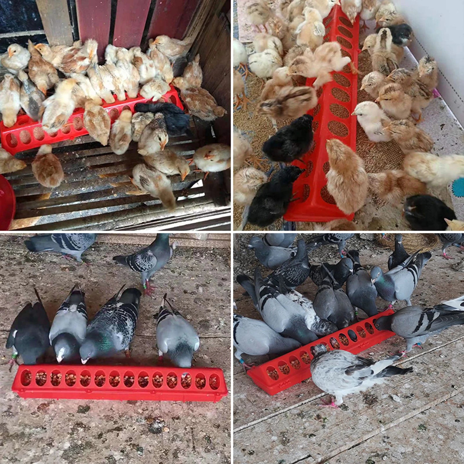 20/30/40/50cm Double rangée 12-28 trous volaille mangeoire au sol en plastique à clapet alimentation poulet rainure ferme fournitures d'élevage