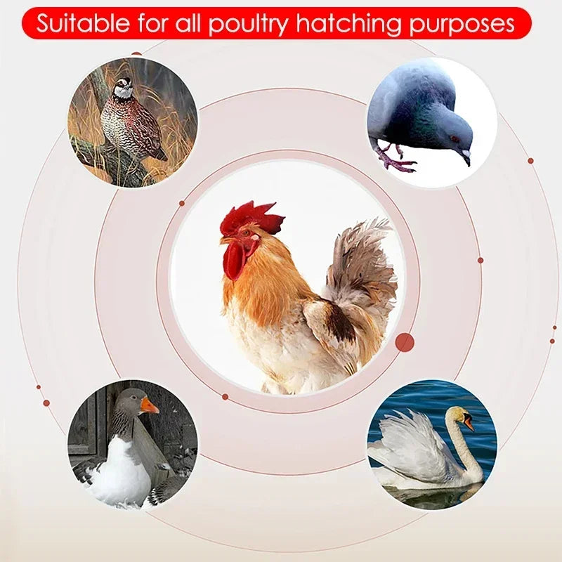 Incubateur d'œufs électrique Intelligent à double électrique, entièrement automatique, pour poulet, canard, oie, Pigeon, ferme de volaille, couveuse d'oiseaux, 24